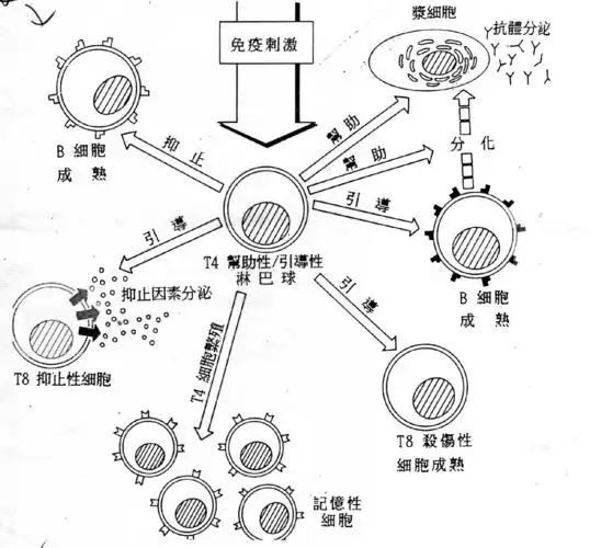 卡莱尔：咱们仍是一支年青且生长中的球队 托平是本场要害球员